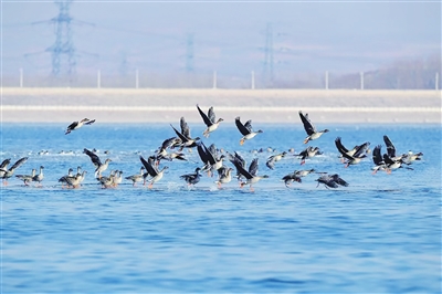 生態美 群鳥棲